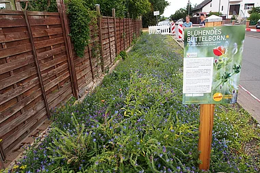 Blühende Wildblumenwiese mit einem Weg und einem Zaun im Hintergrund.