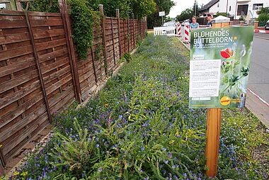 Blühende Wildblumenwiese mit einem Weg und einem Zaun im Hintergrund.