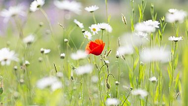Blühende rote Mohnblume inmitten von üppigem, grünem Gras.