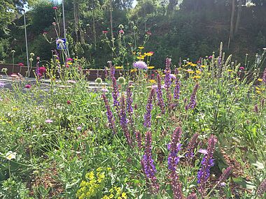 Blühende Wildblumenwiese mit verschiedenen Farbtönen und Texturen.