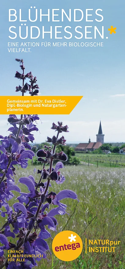 Blühende Lavendelbüsche in einer Reihe, vermutlich in einem Garten oder einer Anlage.