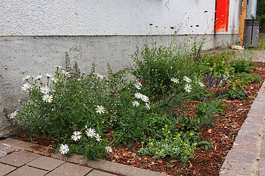 Blühende Blumen und Grünpflanzen säumen einen Gehweg mit Kiesmulch.