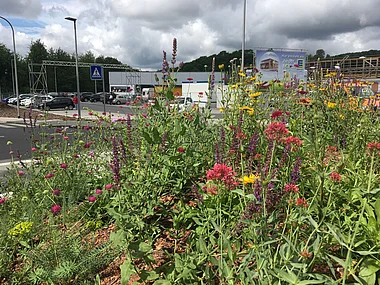 Blühende Blumenwiese neben einem Parkplatz mit parkenden Autos und einem Gebäude.