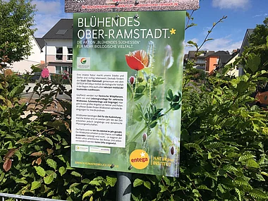 Bienenweiden fördern die Artenvielfalt und unterstützen die Bestäubung in städtischen Grünflächen.